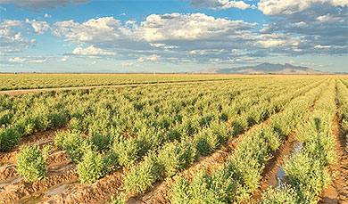Tecnología a favor de la sostenibilidad y sustentabilidad del medio ambiente con Bridgestone como empresa responsable Tecnología a favor de la sostenibilidad y sustentabilidad del medio ambiente con Bridgestone como empresa responsable